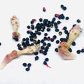 Peyote Seeds